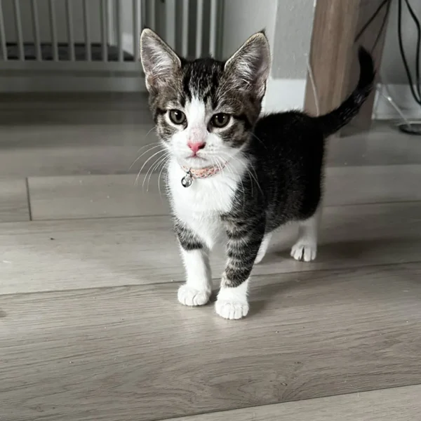 Whisker Foundation Dash Male Gray and White Tabby Image -1
