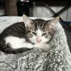 Whisker Foundation Dash Male Gray and White Tabby Image -2
