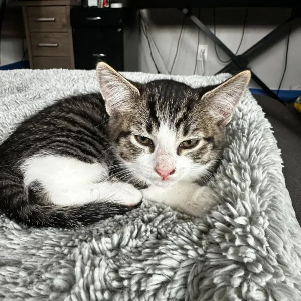 Whisker Foundation Dash Male Gray and White Tabby Image -2