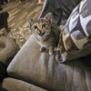 Whisker Foundation Gray Tabby Female Lucy 1
