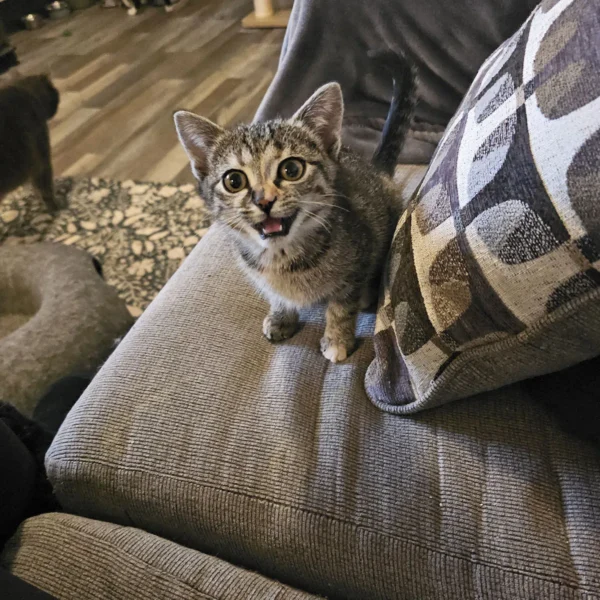 Whisker Foundation Gray Tabby Female Lucy 1
