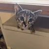 Whisker Foundation Gray Tabby Female Lucy 2