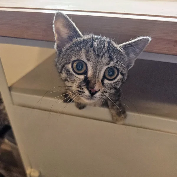 Whisker Foundation Gray Tabby Female Lucy 2