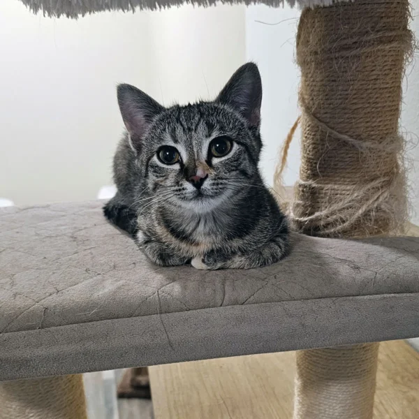 Whisker Foundation Gray Tabby Female Lucy 3