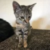 Whisker Foundation Gray Tabby Female Lucy 4