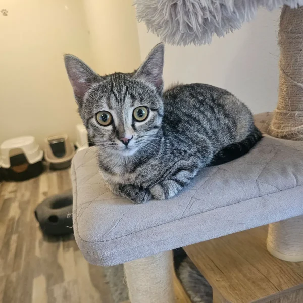 Whisker Foundation Gray Tabby Female Lucy 5