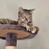 Whisker Foundation Lucy Brown Tabby Female 1