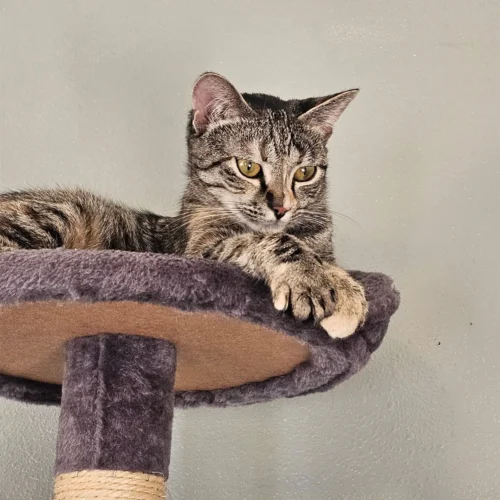 Whisker Foundation Lucy Brown Tabby Female 1