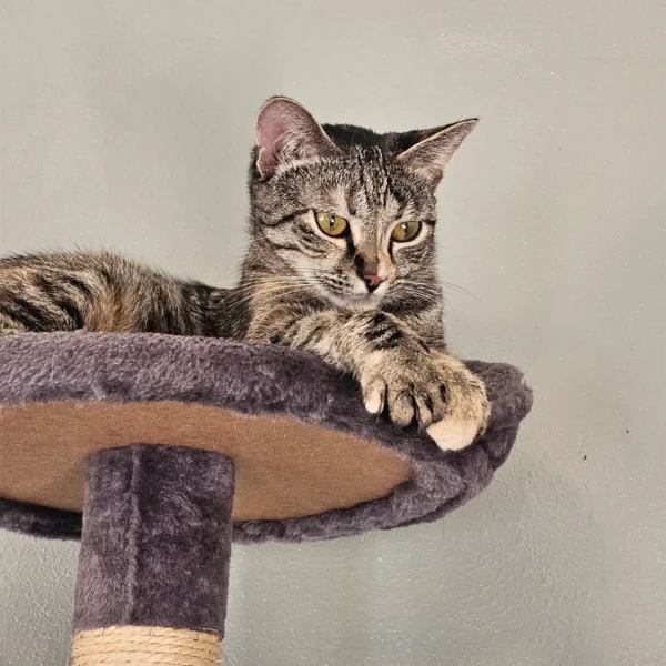 Whisker Foundation Lucy Brown Tabby Female 1