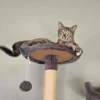 Whisker Foundation Lucy Brown Tabby Female 2