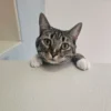 Whisker Foundation Missy Female Gray and White Cat 4
