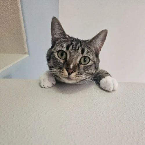 Whisker Foundation Missy Female Gray and White Cat 4