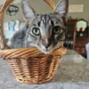 Whisker Foundation Missy Female Gray and White Cat 1