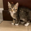 Whisker Foundation Olive Female Gray and White Tabby 3