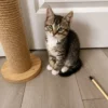 Whisker Foundation Olive Female Gray and White Tabby 1