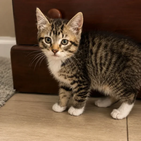 Whisker Foundation Olive Female Gray and White Tabby 3