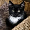 Whisker Foundation Oreo, Female Tuxedo Kitten 4