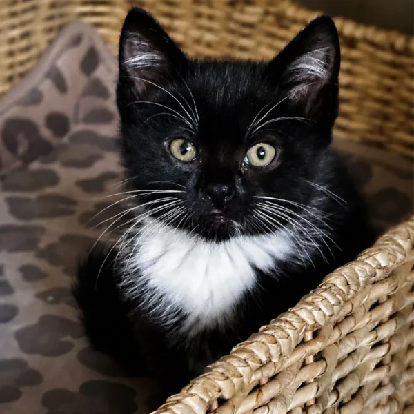 Whisker Foundation Oreo, Female Tuxedo Kitten 4