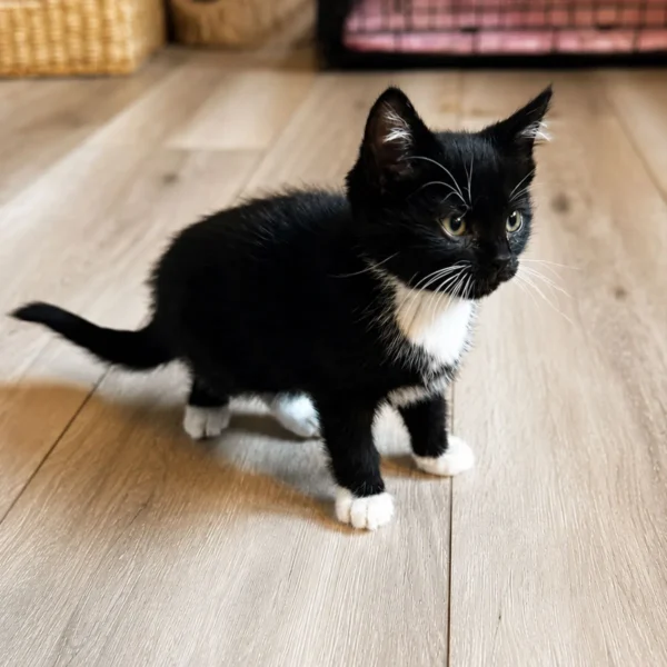 Whisker Foundation Oreo, Female Tuxedo Kitten 3