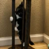 Whisker Foundation Oreo, Female Tuxedo Kitten 2
