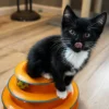 Whisker Foundation Oreo, Female Tuxedo Kitten 1