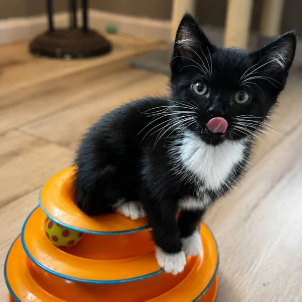 Whisker Foundation Oreo, Female Tuxedo Kitten 1
