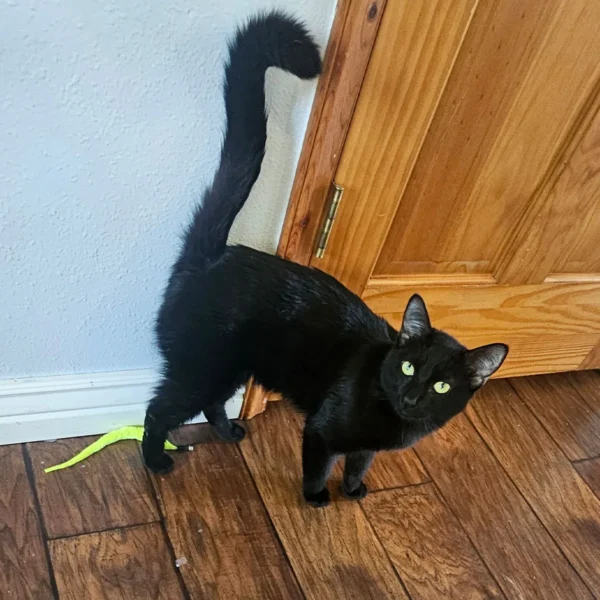 Whisker Foundation Oscar Male Black Cat 1