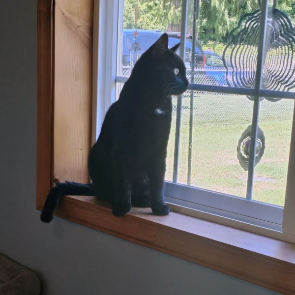 Whisker Foundation Oscar Male Black Cat 2