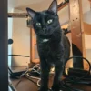 Whisker Foundation Oscar Male Black Cat 3