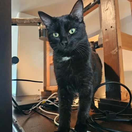 Whisker Foundation Oscar Male Black Cat 3