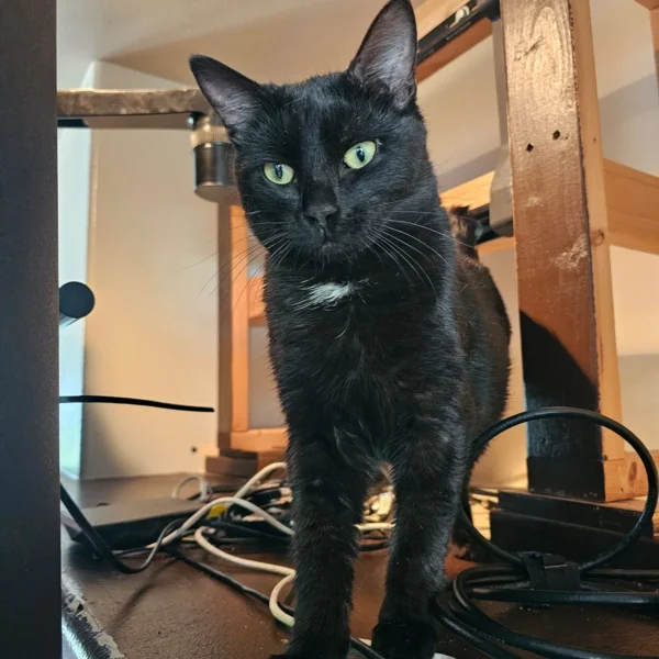 Whisker Foundation Oscar Male Black Cat 3