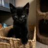 Whisker Foundation - Pepper Black Male Kitten 3