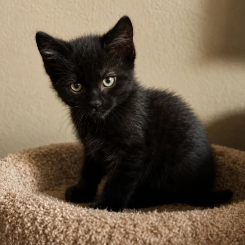 Whisker Foundation - Pepper Black Male Kitten 1