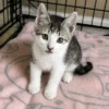 Whisker Foundation Pickles Gray and White Tabby 1