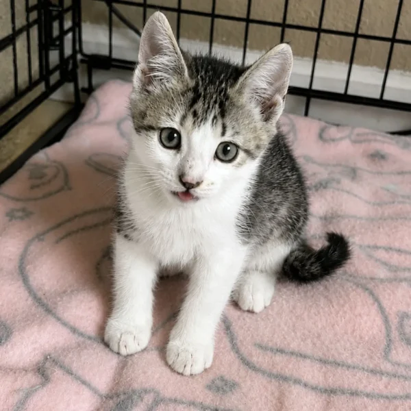 Whisker Foundation Pickles Gray and White Tabby 1
