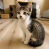 Whisker Foundation Pickles Gray and White Tabby 2