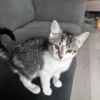 Whisker Foundation Pixie Female Gray and White Tabby Image -2