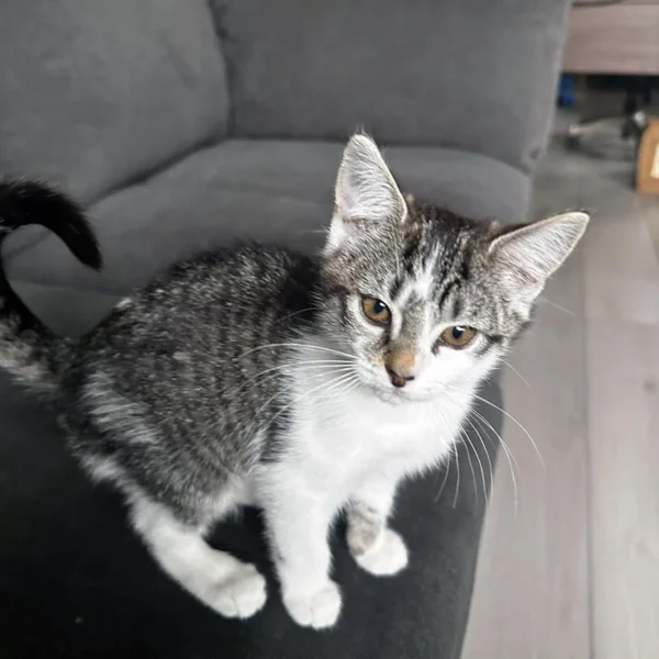 Whisker Foundation Pixie Female Gray and White Tabby Image -2