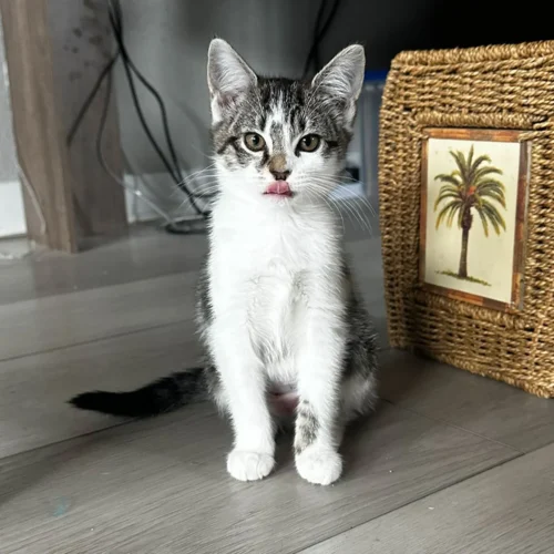 Whisker Foundation Pixie Female Gray and White Tabby Image -3