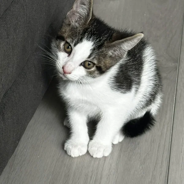Whisker Foundation Scooter Male Gray and White Tabby Image -1