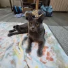 Whisker Foundation - Suede Gray Female Cat 3