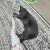 Whisker Foundation - Suede Gray Female Cat 2