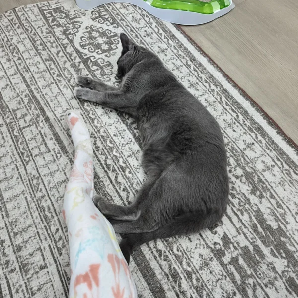 Whisker Foundation - Suede Gray Female Cat 2