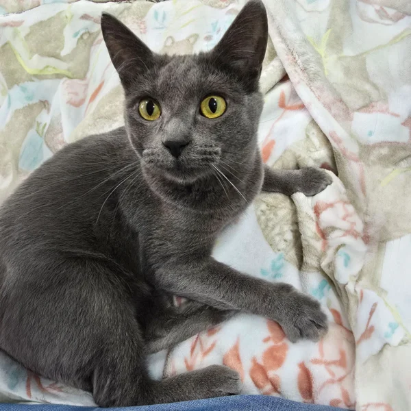 Whisker Foundation - Suede Gray Female Cat 1
