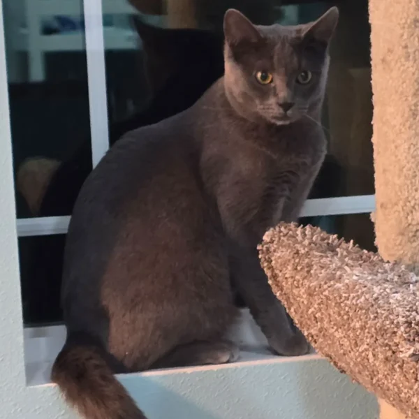 Whisker Foundation - Suede Gray Female Cat 4
