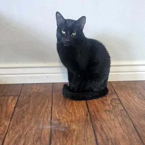 Whisker Foundation Toby Male Black Cat 2