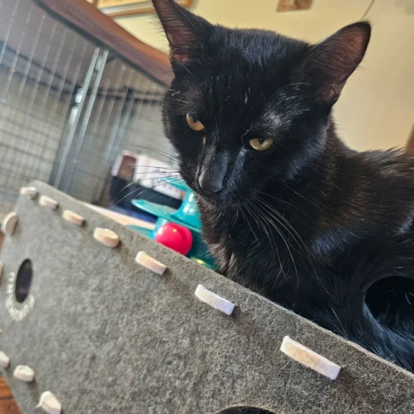 Whisker Foundation Toby Male Black Cat 1