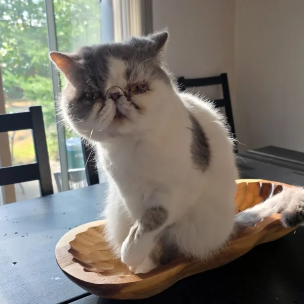 Whisker Foundation - Tofu Male Gray and White Spots Persian 1