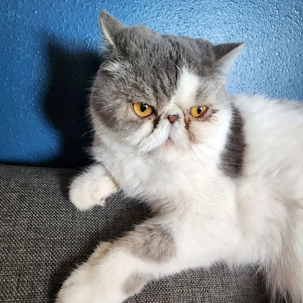 Whisker Foundation - Tofu Male Gray and White Spots Persian 2