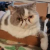 Whisker Foundation - Tofu Male Gray and White Spots Persian 3
